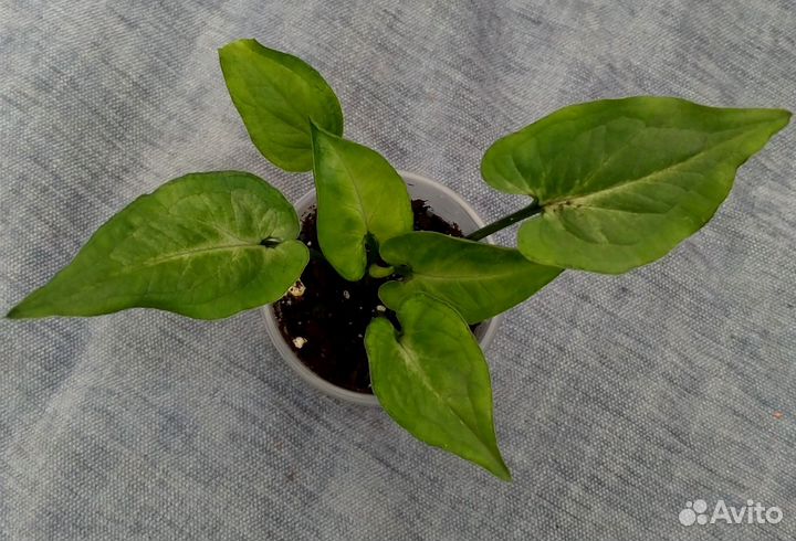 Сингониумы сортовые (71 сорт)