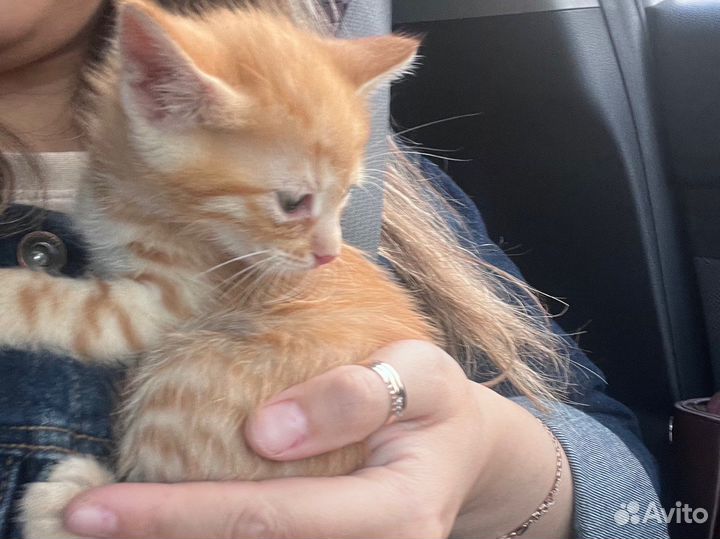 Отдам котенка в добрые руки