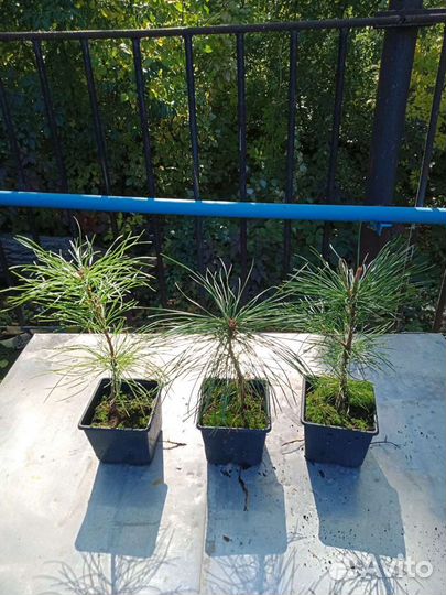 Саженцы кедра - сосны кедровой корейской