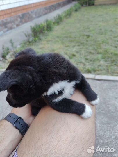 Щенок в добрые руки бесплатно