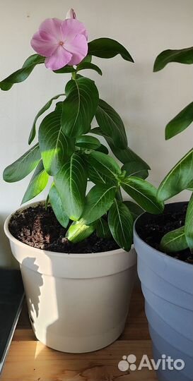 Комнатные растения цветы