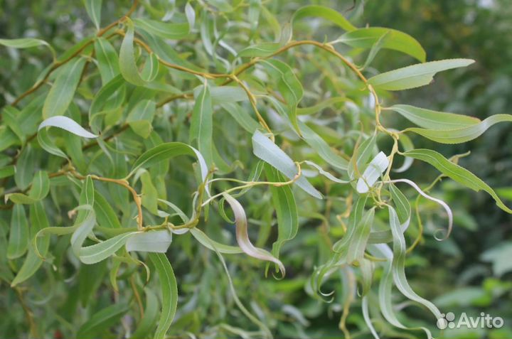 Ива Свердловская Извилистая