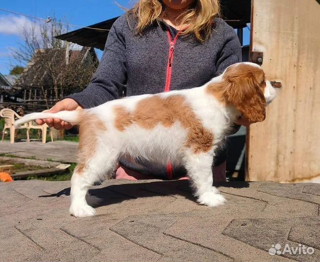 Кинг чарльз спаниель щенки мальчик