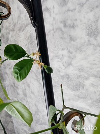 Лимон сортовой новогрузинский