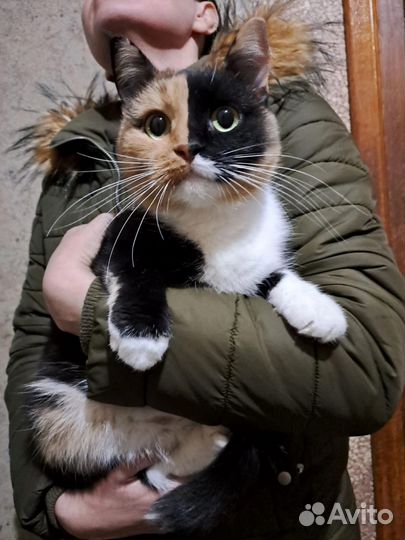 Коты бесплатно