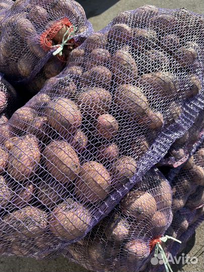 Овощи-фрукты