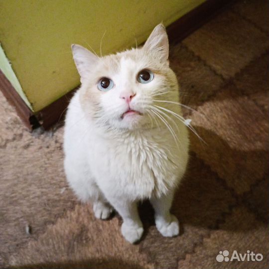 Кот