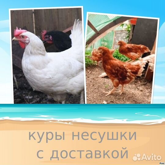 Курочки в ассортименте