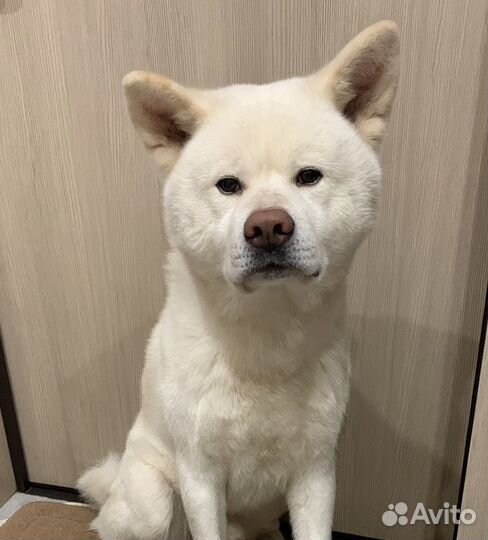 Аренда Хатико для фотосессии