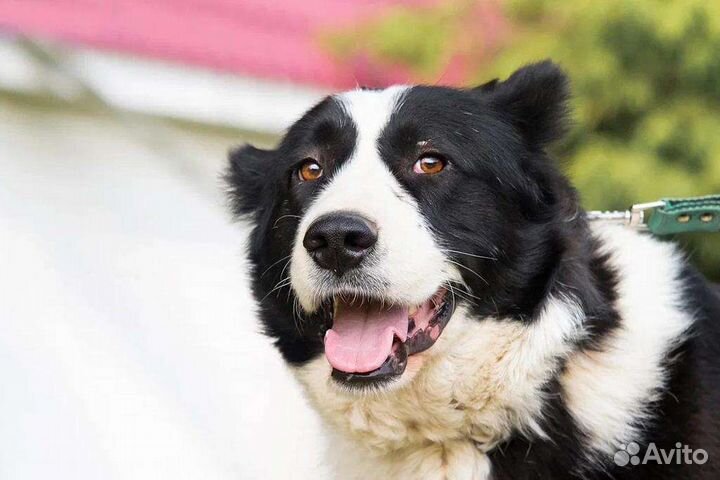 Собака в добрые руки