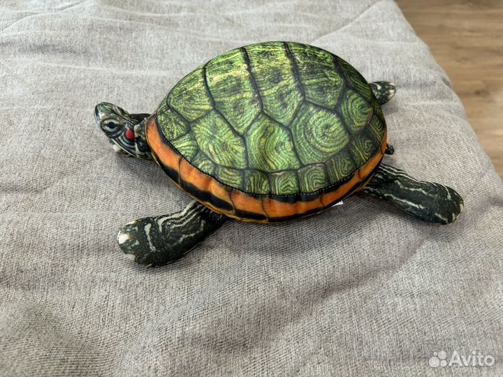 Черепаха блоптоп