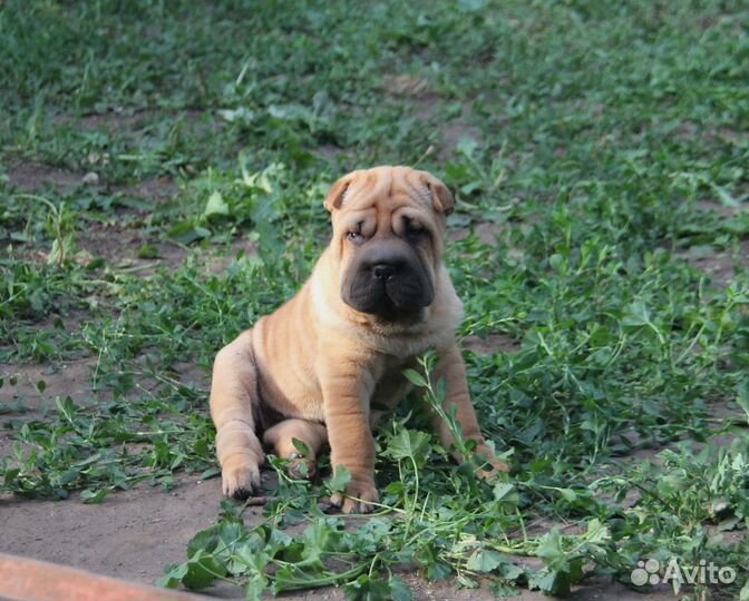 Очаровательные Девочки