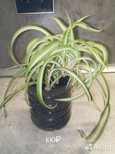 Хлорофитум кудрявый