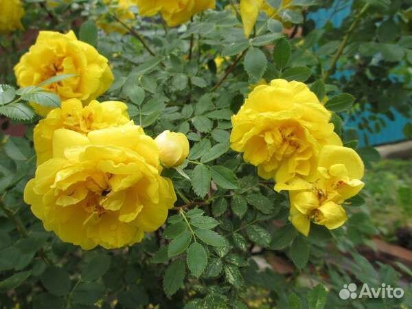 Шиповники декоративные