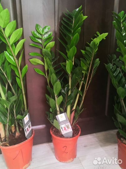 Замиокулькас долларовое дерево 17/80