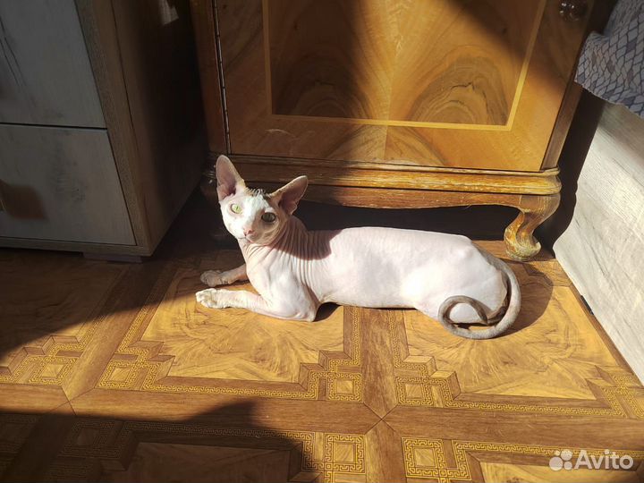 Канадский Сфинкс котенок