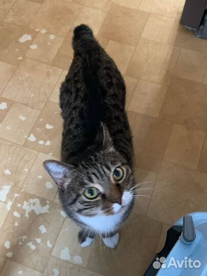 Умерла хозяйка, пристраиваем кошку и кота