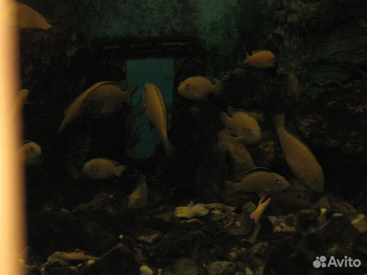 Цихлида-колибри