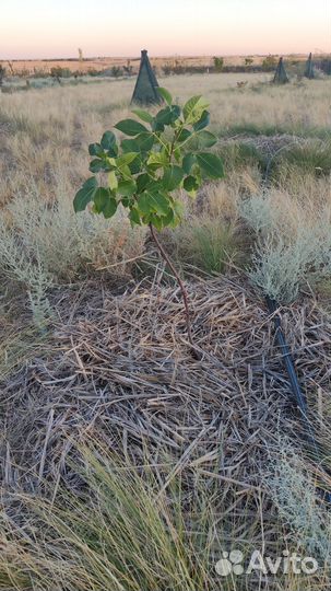 Декоративные и плодовые растения