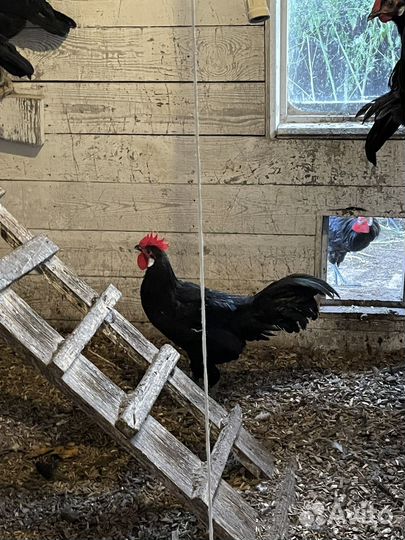 Минорки петухи