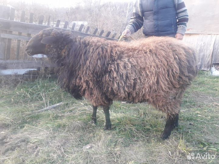 Курдючный баран