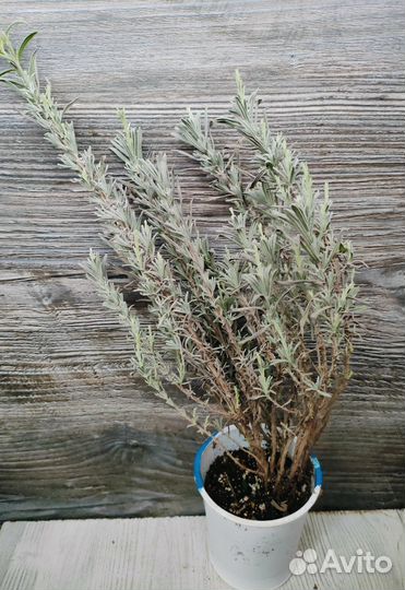 Лаванда саженцы