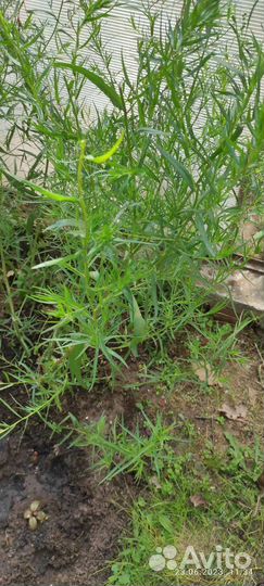 Эстрагон тархун