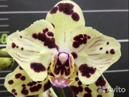 Орхидеи бабочки пелоры