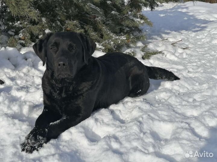 Щенок лабрадора