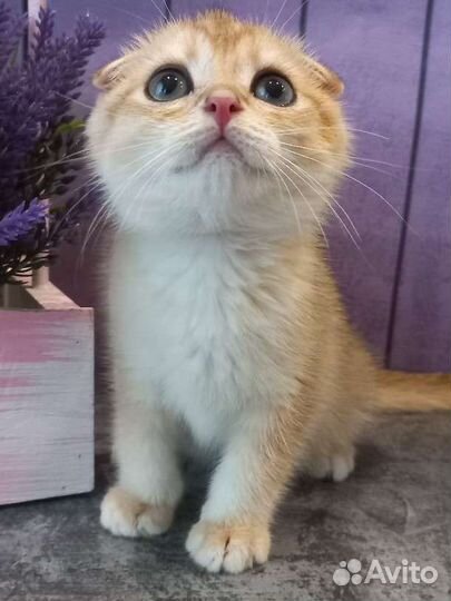 Шотландские котята золотая шиншилла