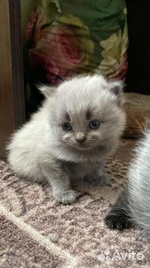 Британские котята