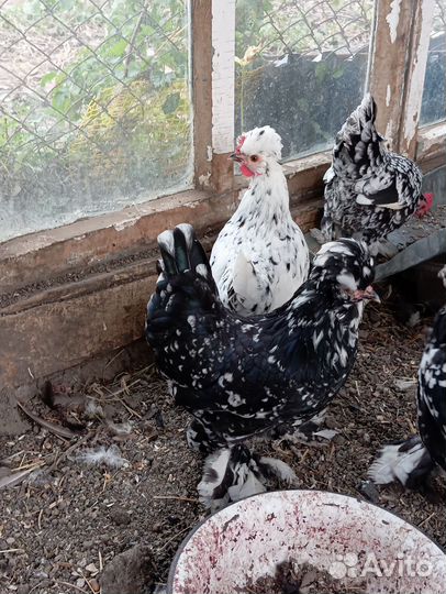 Карликовые куры