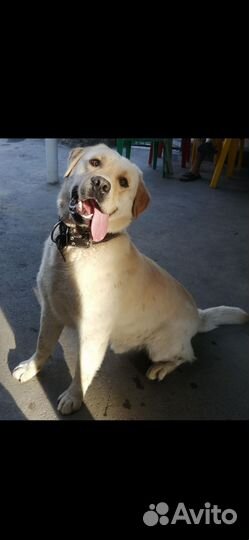 Вязка лабрадор