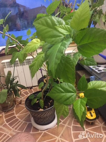 Домашняя Роза в горшке