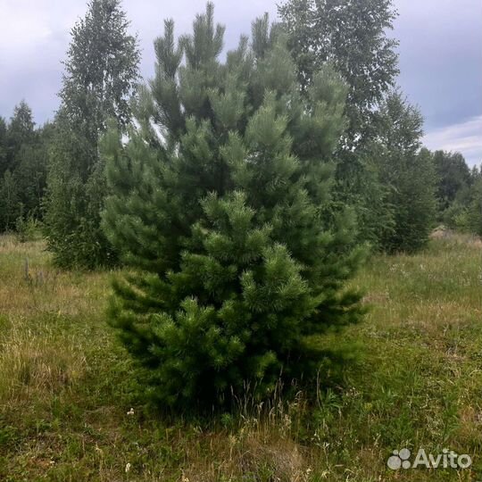 Озеленение и благоустройство