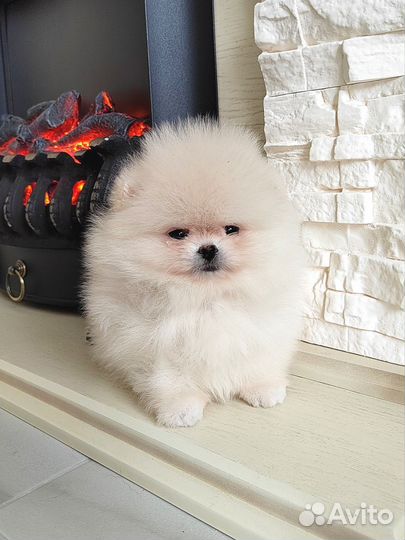 Кремовые померанцы с документами РКФ