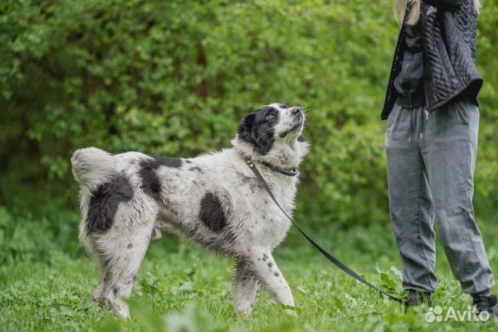 Алабай Тумар, 2 года