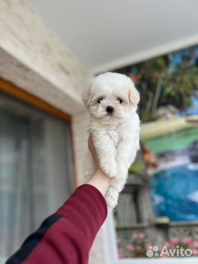 Мальтипу мишка умка микро ф1