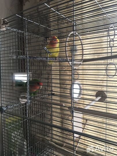 Попугай неразлучники с клеткой