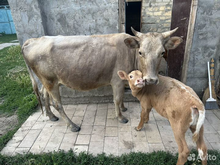 Корова дойная с теленком