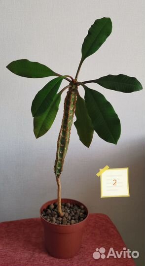 Молочай беложильчатый, высота 34 и 32 см