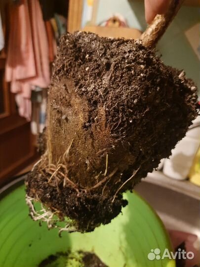 Пальма кордилина