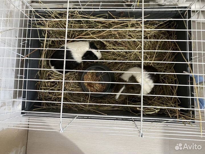 Морские свинки