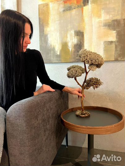 Дерево бонсай живое
