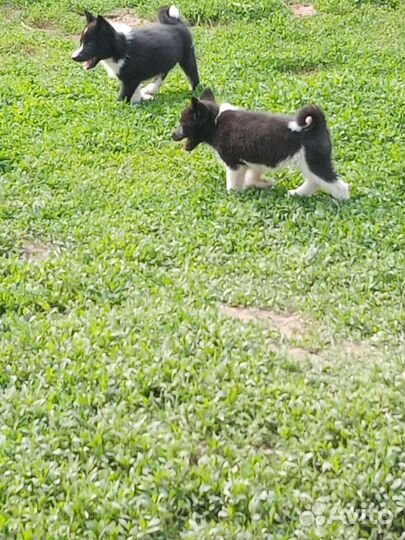 Русско европейская лайка