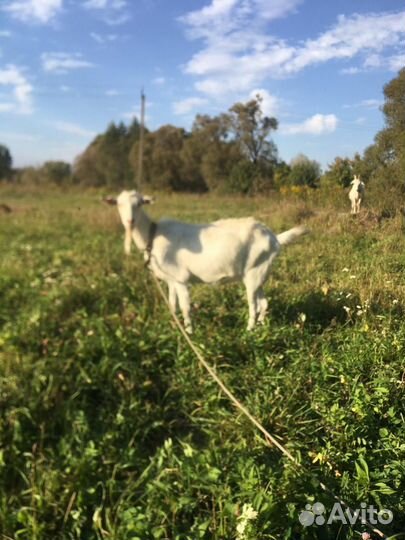 Зааненские козы и козел