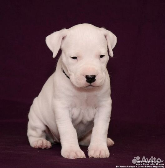 Аргентинский дог щенки