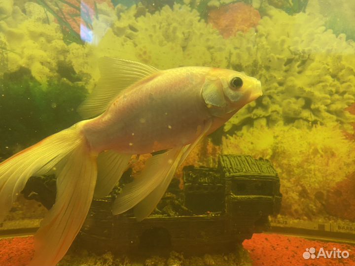 Продам аквариум с рыбками на 250л