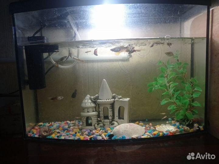 Аквариум
