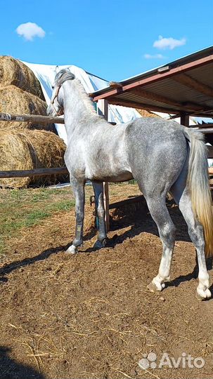 Орловский рысак